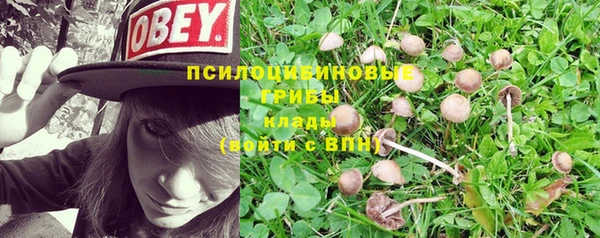 прущие грибы Алексеевка
